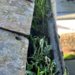 gutter blocked with weeds