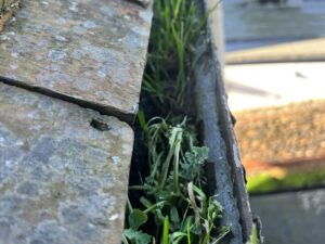 gutter blocked with weeds